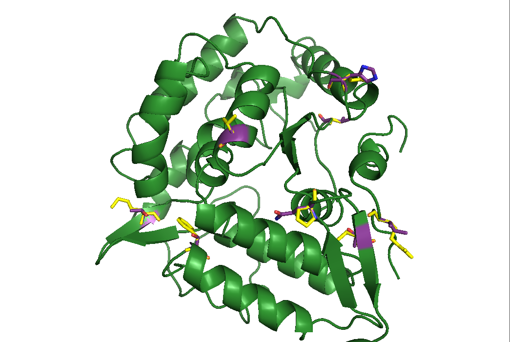  All eight substitutions shown in 2pah (green), where the original amino acids are shown in yellow and the mutated one in purple.