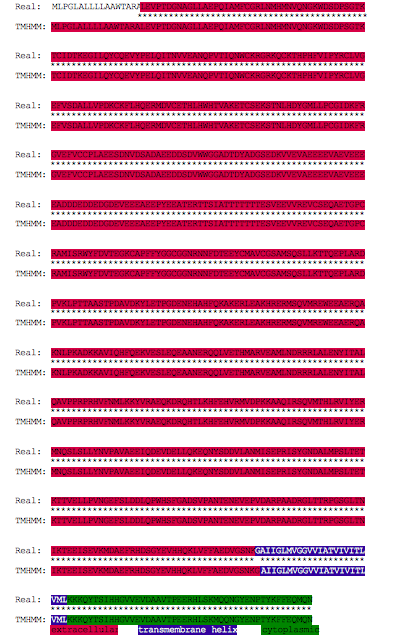 A4 human tmhmm vs real.png