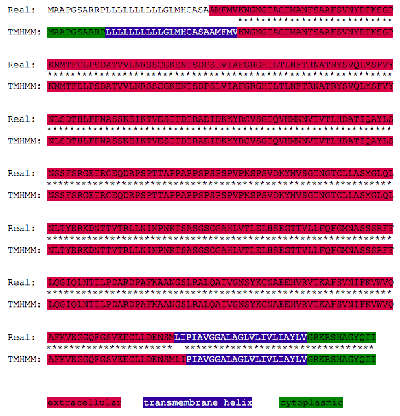 Lamp1 human tmhmm vs real.png