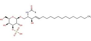 galactosylceramide sulfate; source: http://www.ebi.ac.uk/chebi