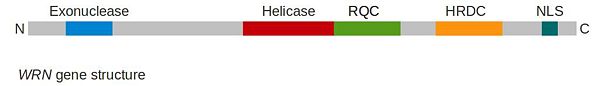 Figure 3: Basic structure of the WRN gene, with known domains highlighted according to description made by Friedrich et al. [2].