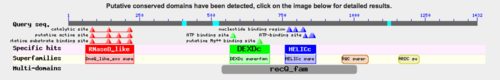 Figure 7: Conserved domains identified in the sequence of the WRN protein.